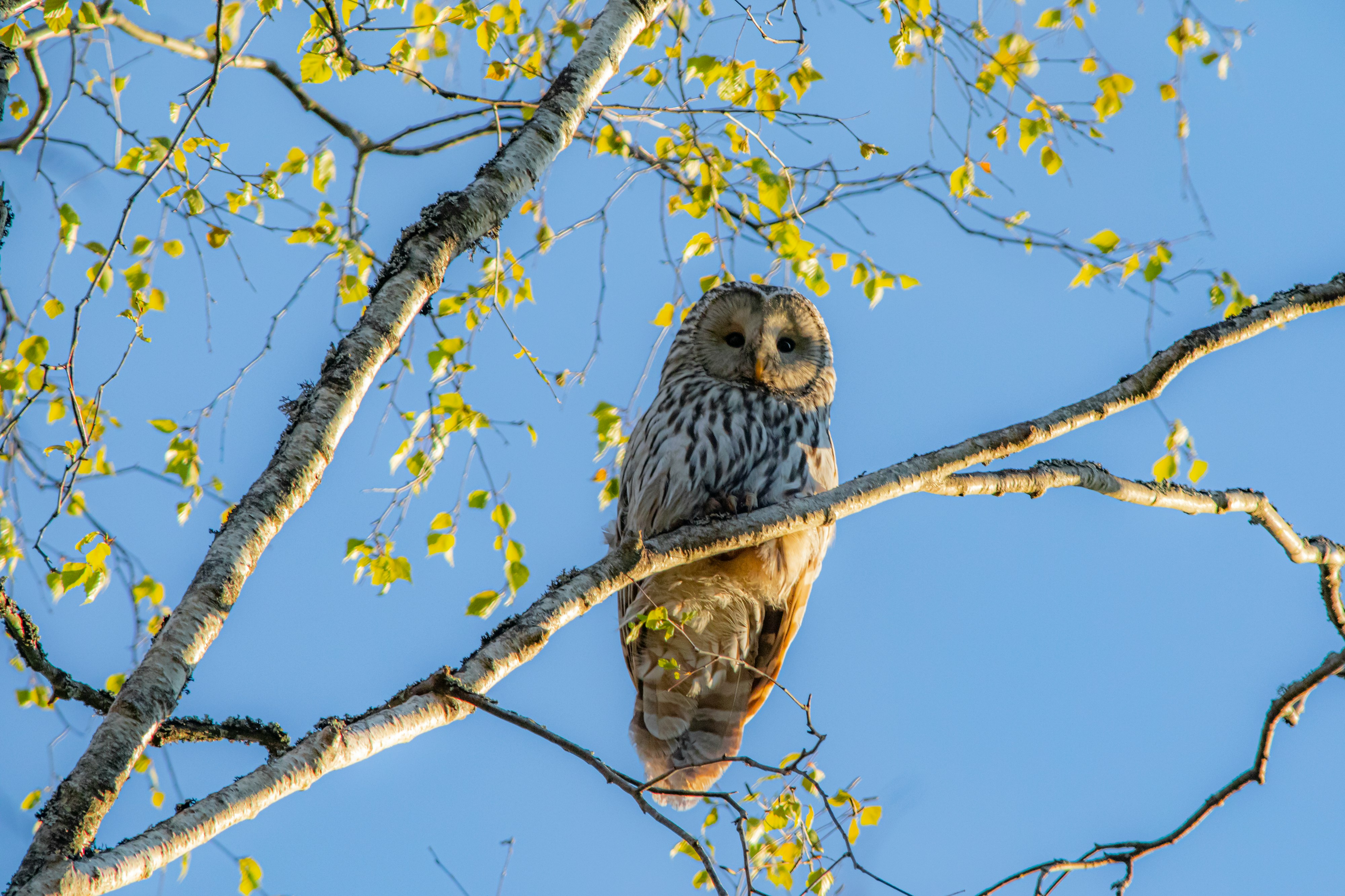 brown and white owl on tree branch during daytime